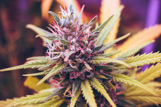 Photo of a cannabis plant in bloom under indoor grow lights.