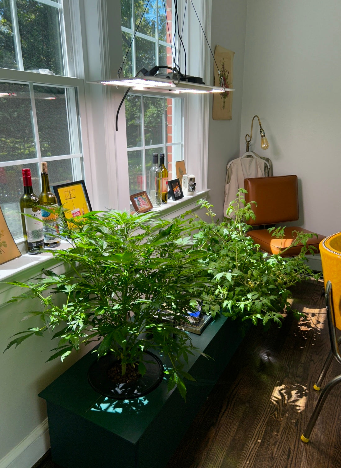 Grow Green All Year: Indoor Gardening with Blue Ridge Hydroponics & Garden Supply