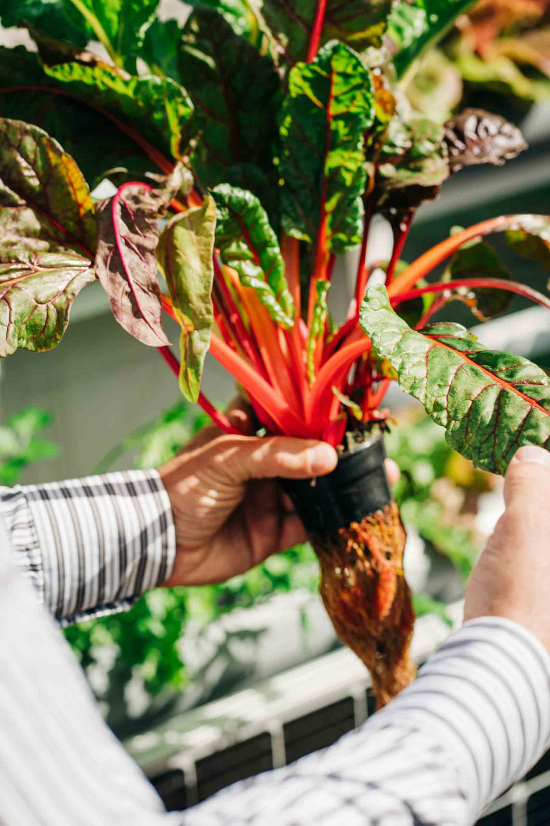 Harvesting Rainbow Chard