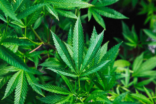 Image of cannabis plant with a leaf centered