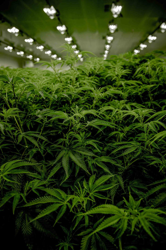 Cannabis plants under lights in hydroponic tent