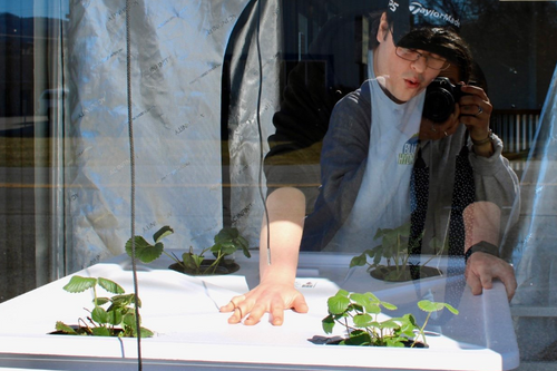 Unlocking Potential: Growing Cannabis in Deep Water Culture (DWC) Hydroponics