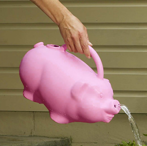 Pig Watering Can